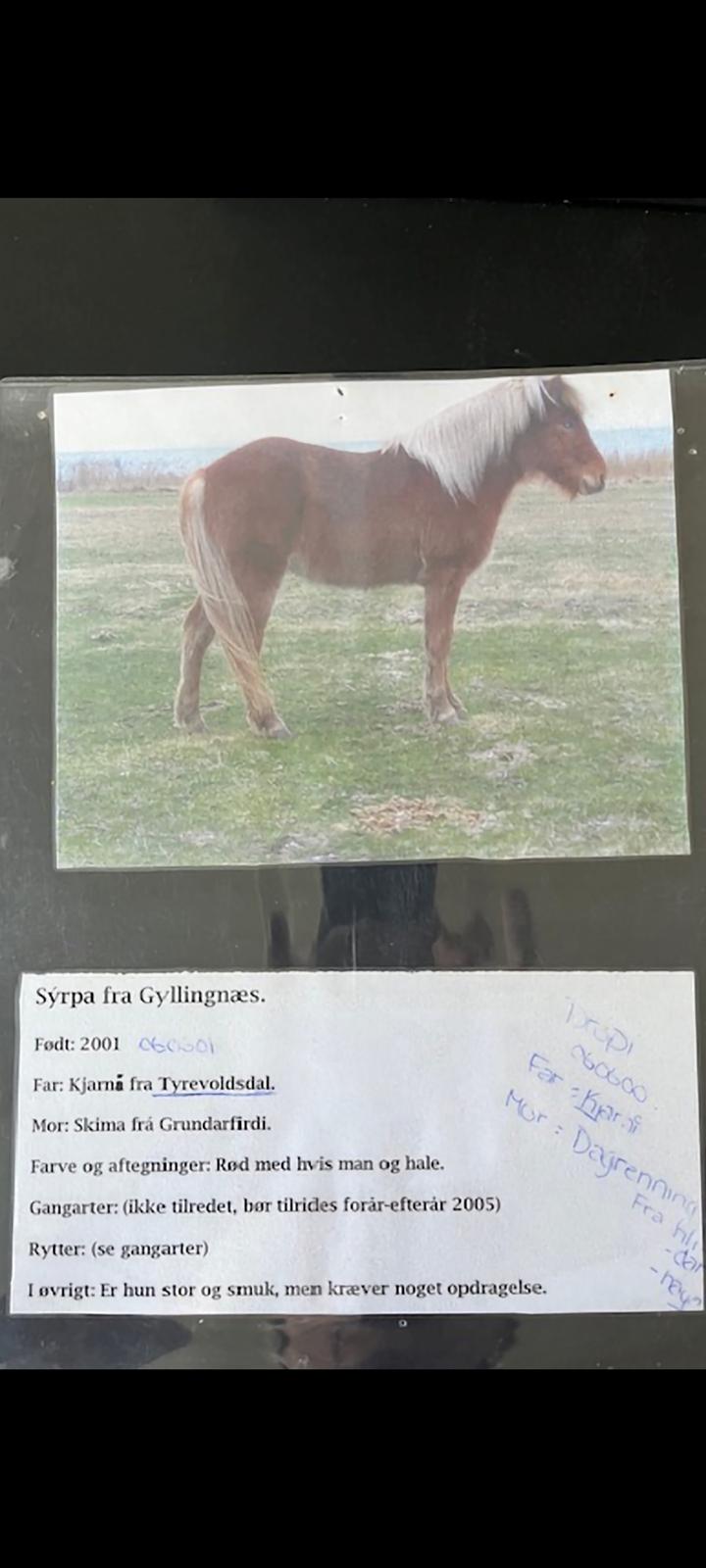 Islænder Syrpa fra Gyllingnæs - Unge Syrpa <3 billede 22