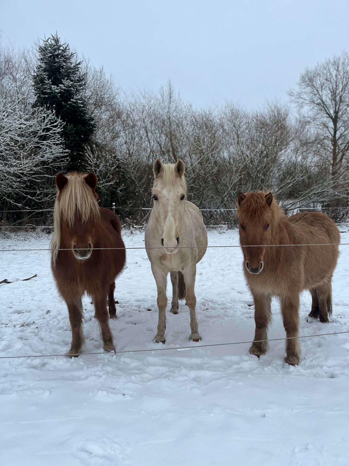 Islænder Syrpa fra Gyllingnæs - Tre fine venner. 2026 <3 billede 29