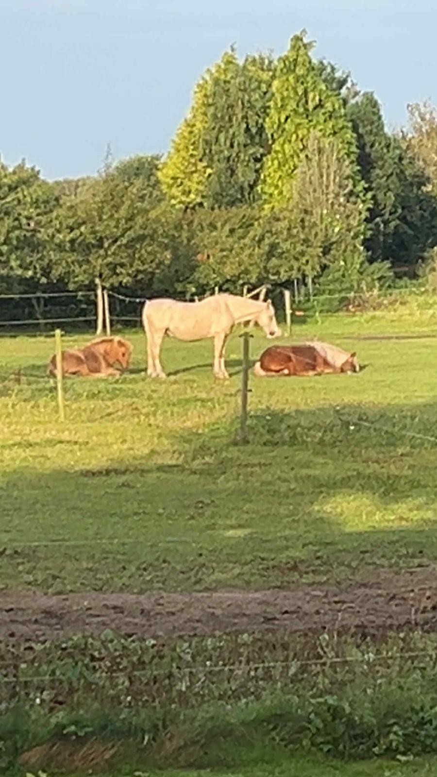 Islænder Syrpa fra Gyllingnæs billede 33