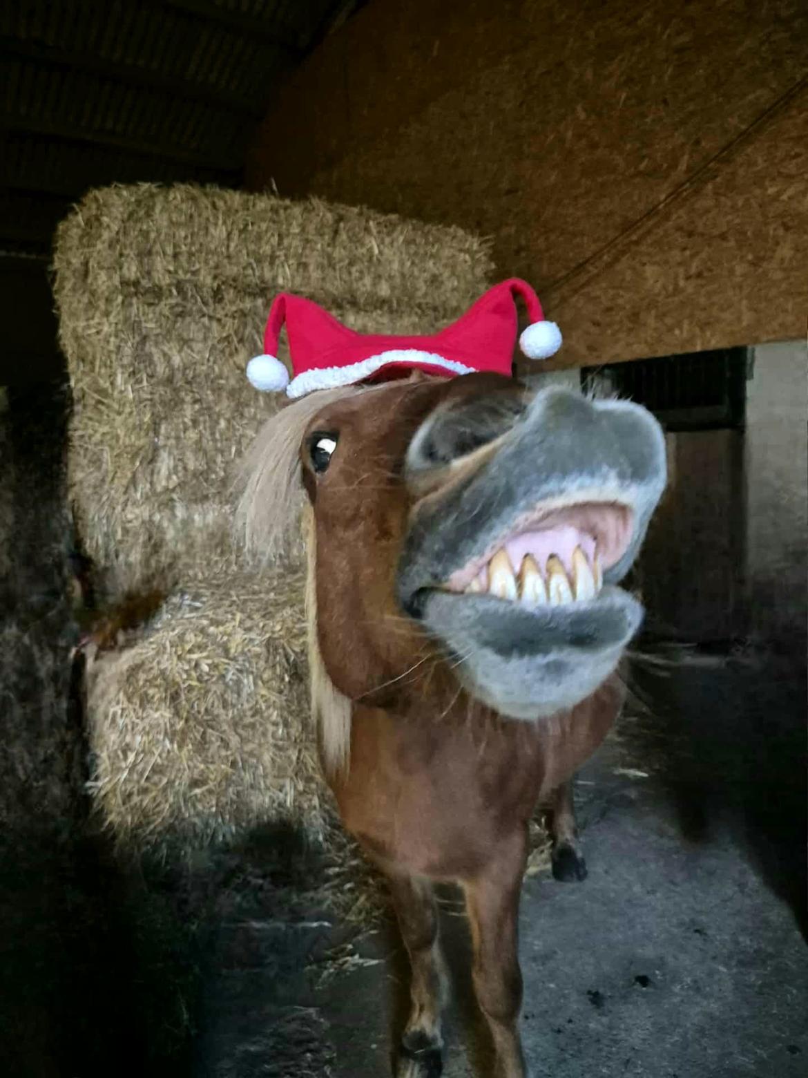 Islænder Syrpa fra Gyllingnæs - Glædelig jul 2025 billede 31