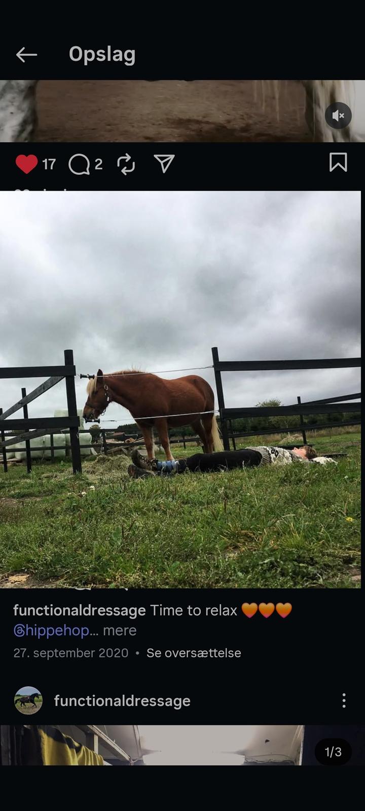 Islænder Syrpa fra Gyllingnæs billede 35