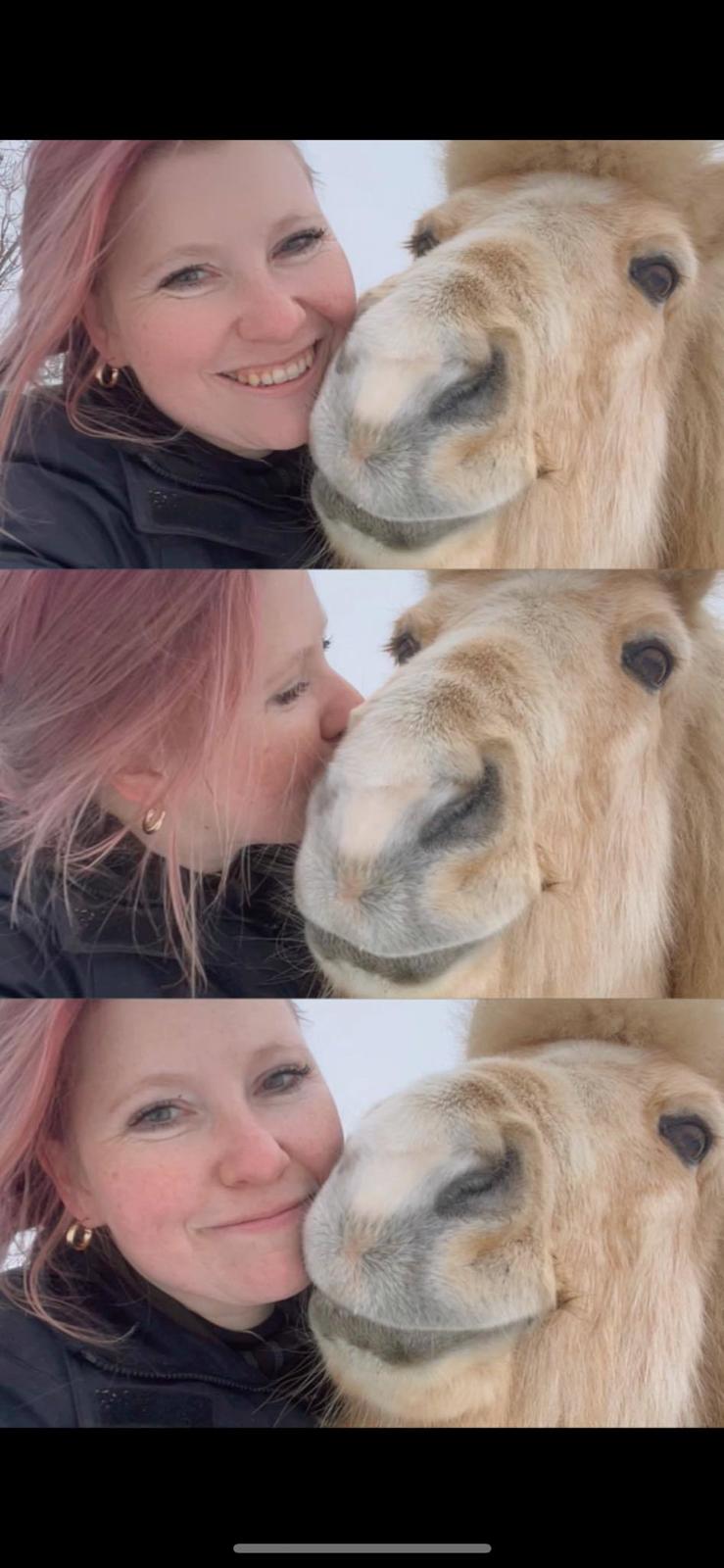 Islænder Dagur frá Halakoti - Min elskede dreng <3 <3 <3 billede 1