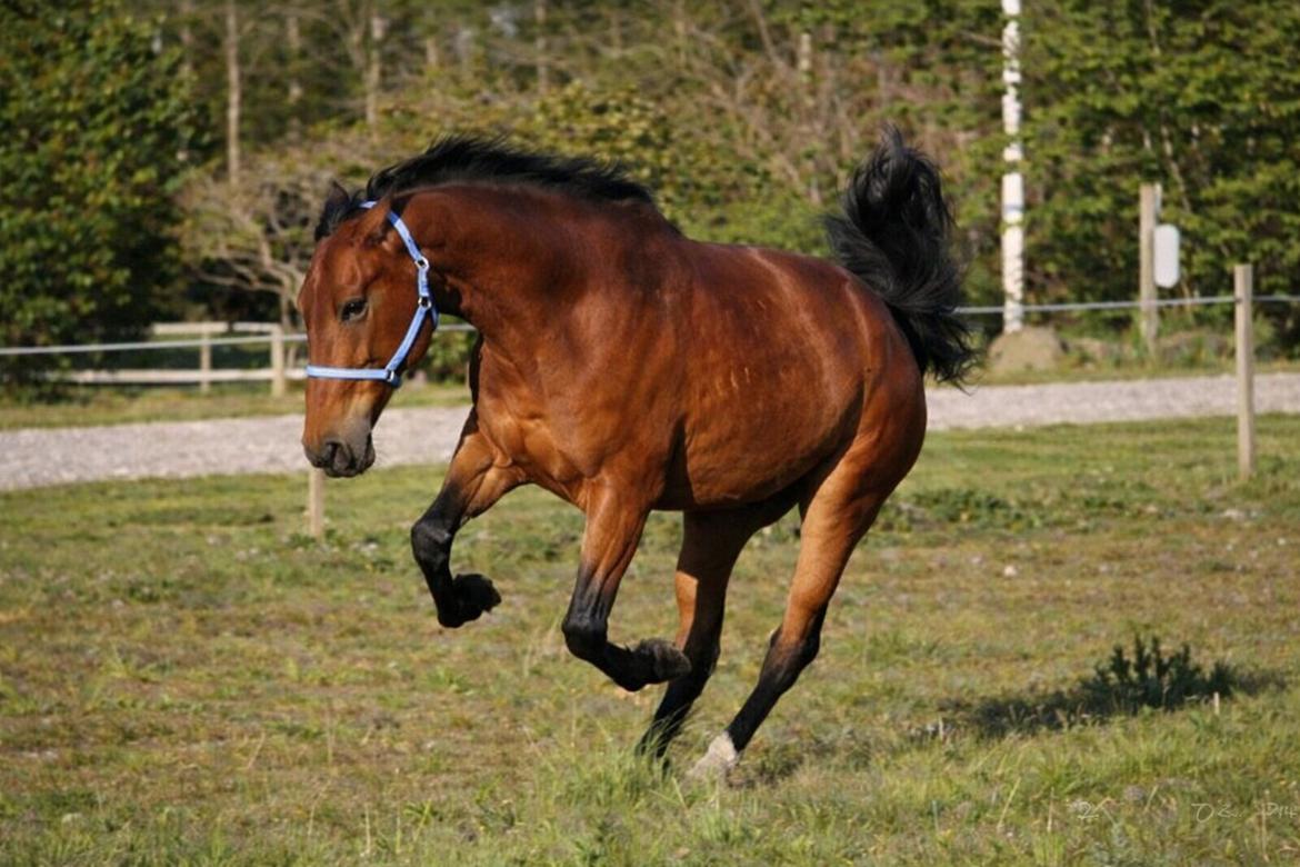 Dansk Varmblod Grønvangs Caradoc |Ducky| billede 31