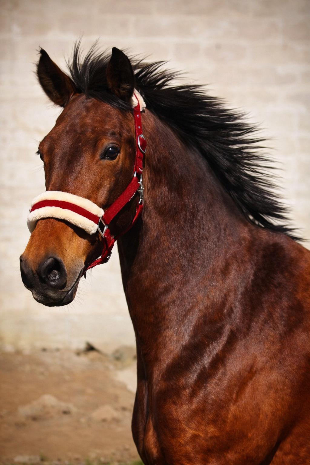 Dansk Varmblod Grønvangs Caradoc |Ducky| billede 35