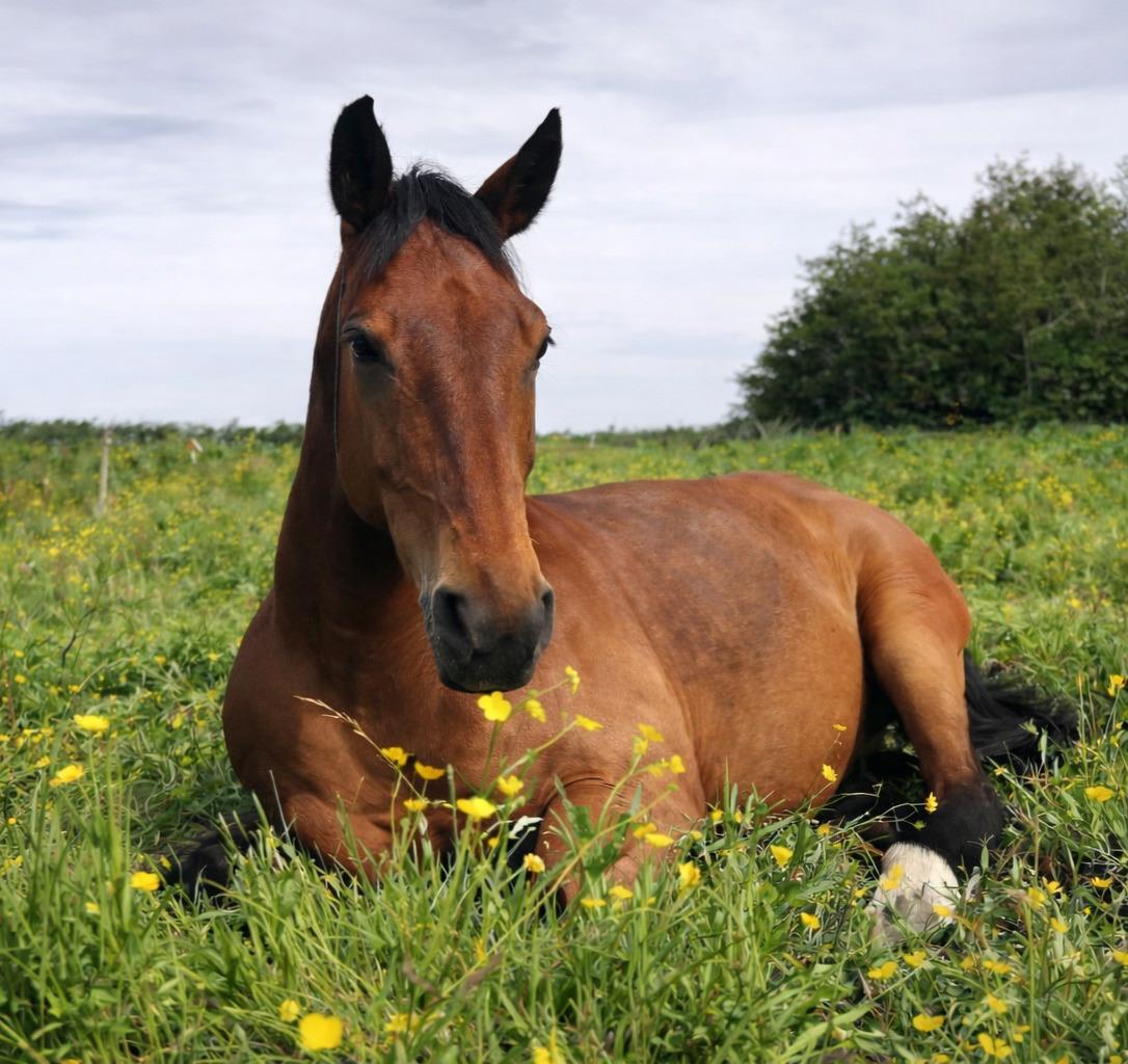Dansk Varmblod Grønvangs Caradoc |Ducky| billede 36