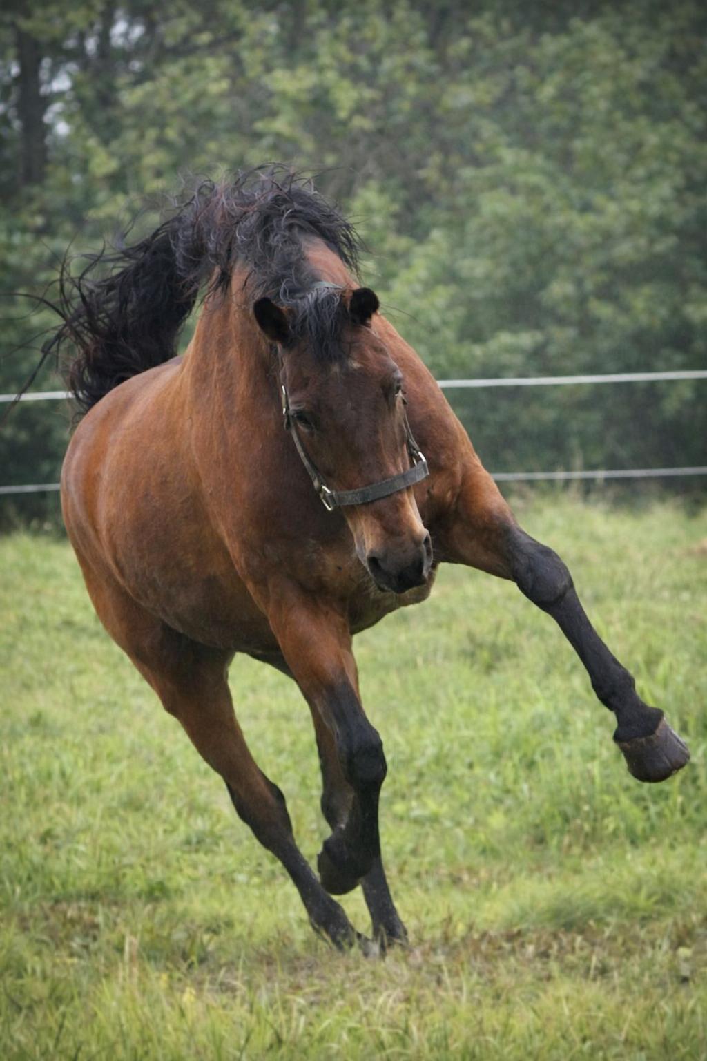 Dansk Varmblod Grønvangs Caradoc |Ducky| billede 41