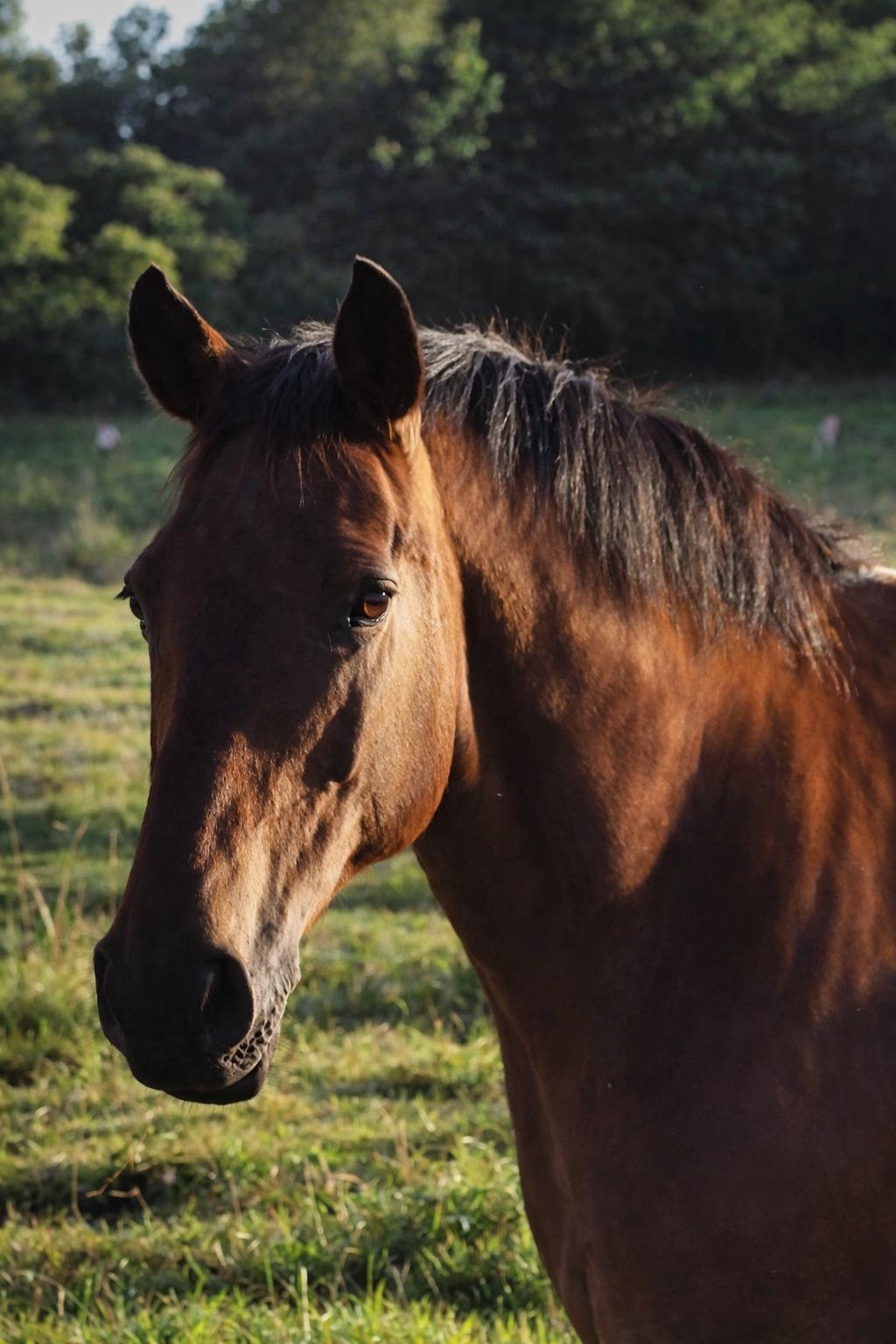 Dansk Varmblod Grønvangs Caradoc |Ducky| billede 42