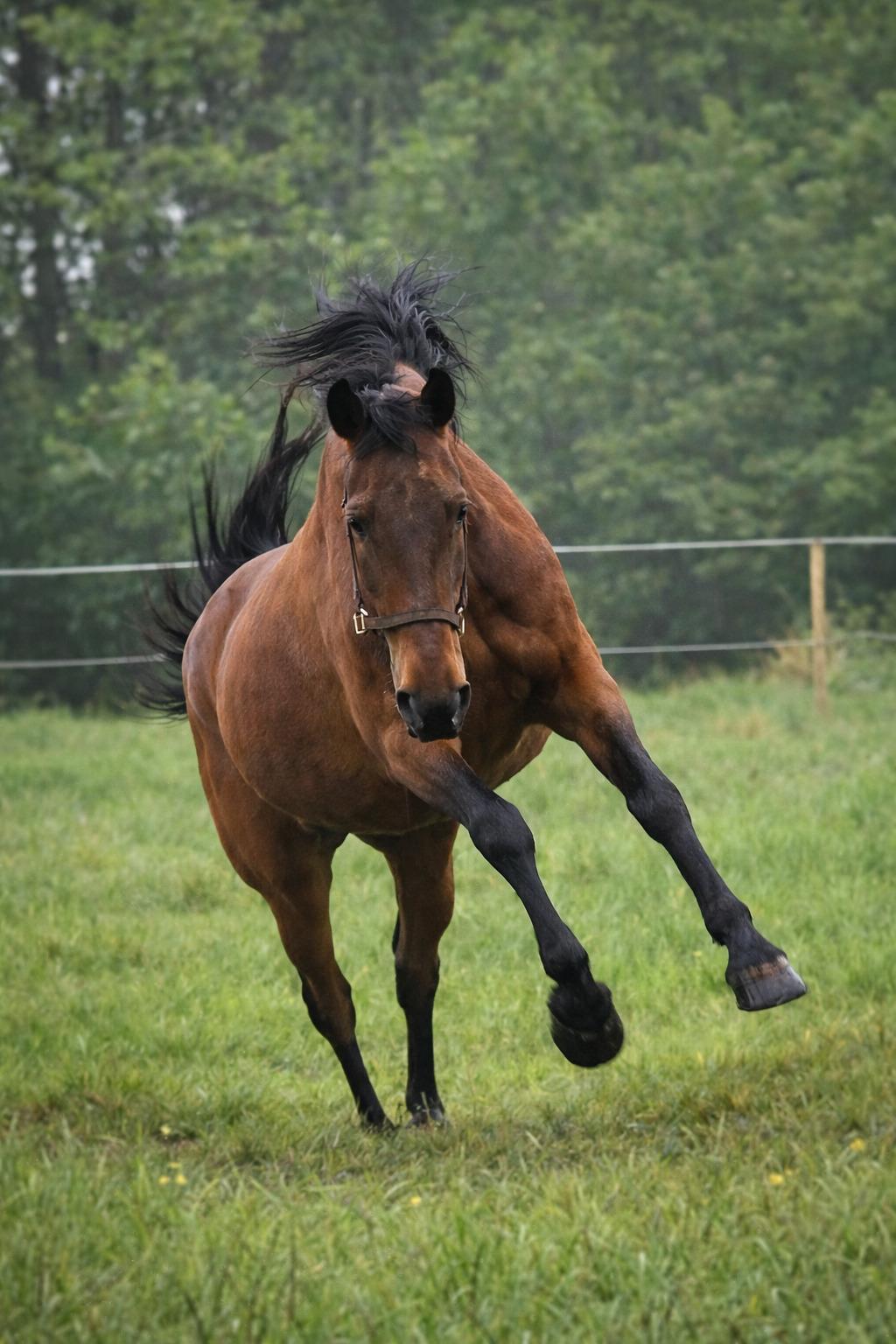 Dansk Varmblod Grønvangs Caradoc |Ducky| billede 45
