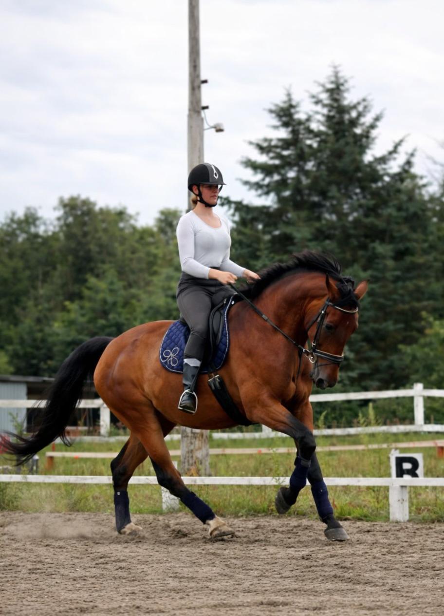 Dansk Varmblod Grønvangs Caradoc |Ducky| billede 46