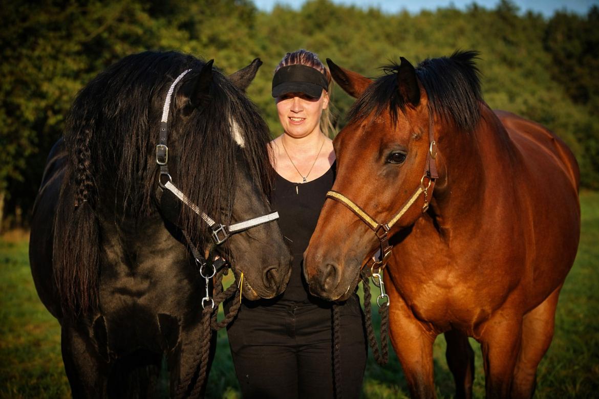 Dansk Varmblod Grønvangs Caradoc |Ducky| billede 50