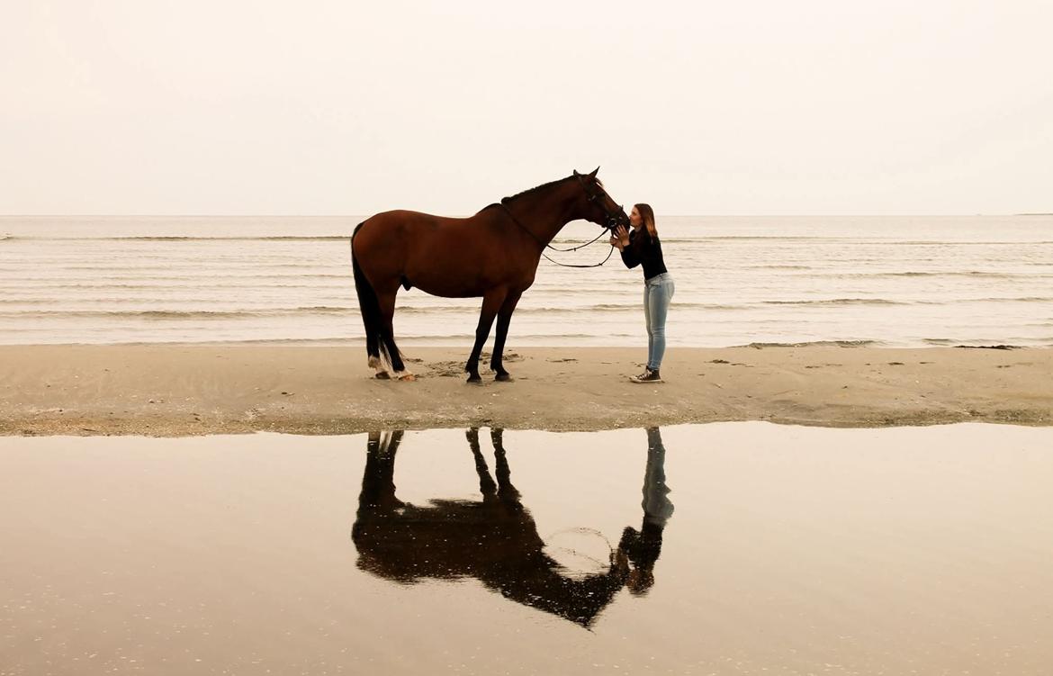 Dansk Varmblod Grønvangs Caradoc |Ducky| billede 48