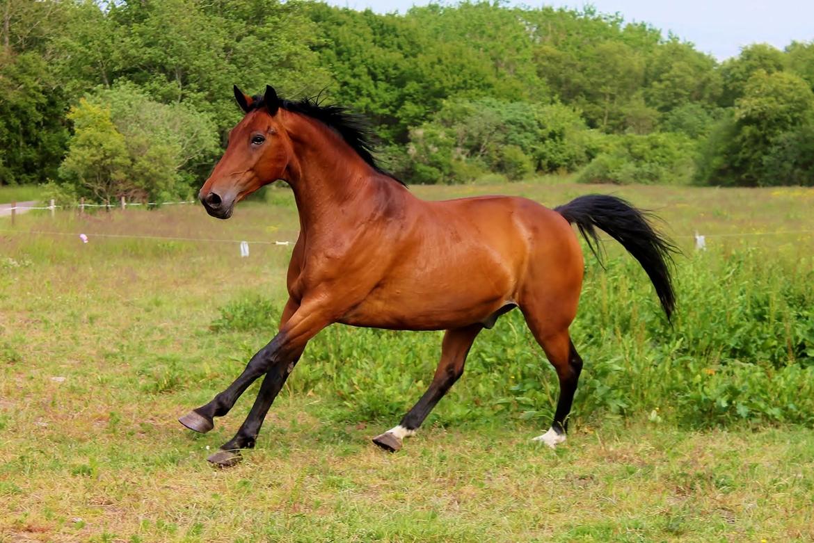 Dansk Varmblod Grønvangs Caradoc |Ducky| billede 49