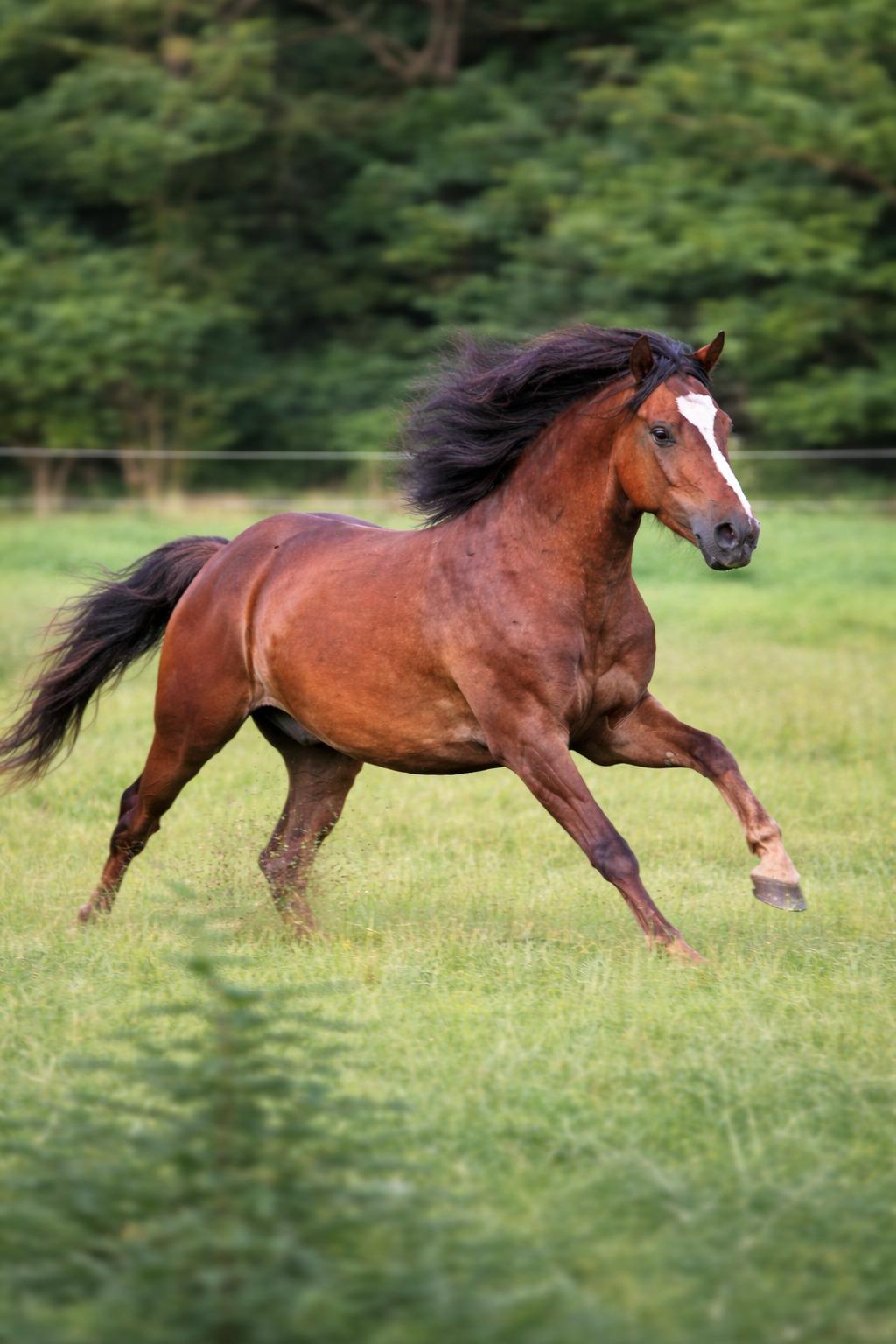 Welsh Mountain (sec A) Callunas Lucky Luke | Fighter | [Hjemvendt] billede 36