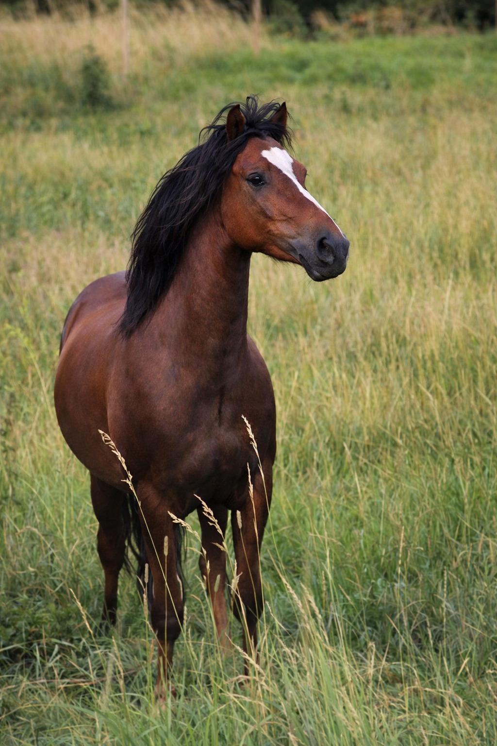Welsh Mountain (sec A) Callunas Lucky Luke | Fighter | [Hjemvendt] billede 37