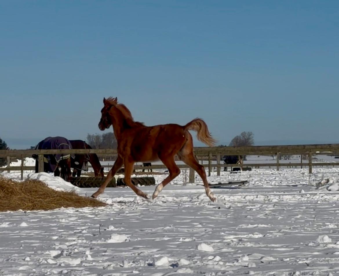 Dansk Varmblod Maserati billede 22