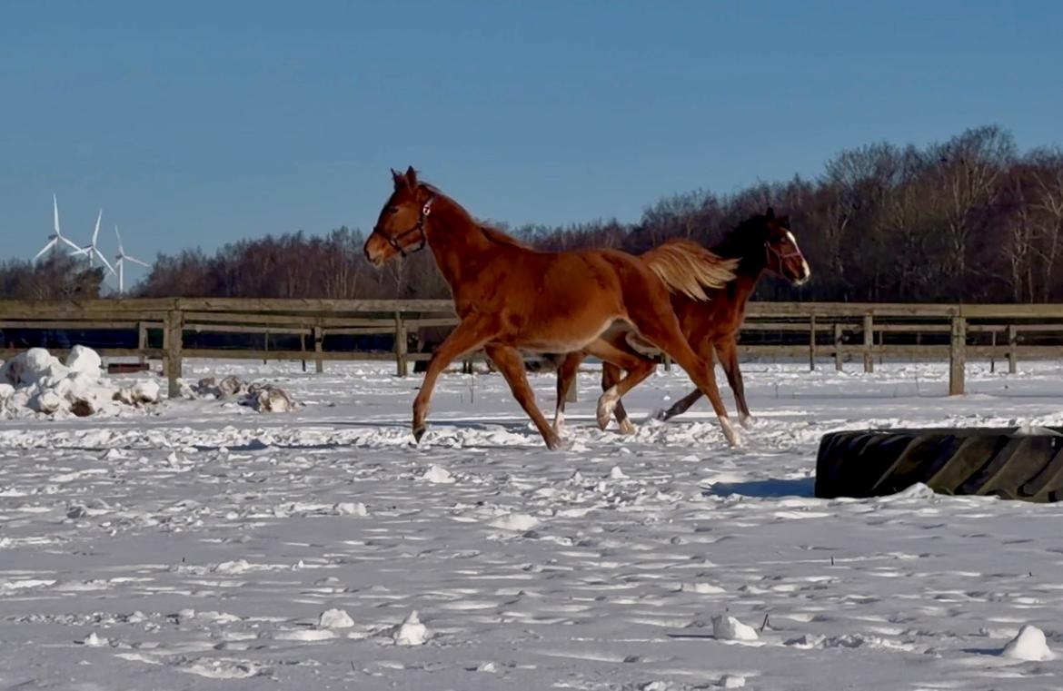 Dansk Varmblod Maserati billede 21