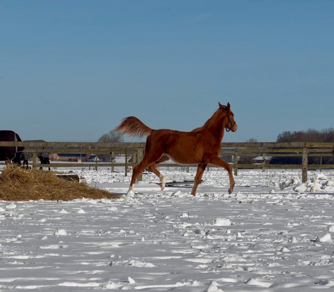 Dansk Varmblod Maserati billede 23