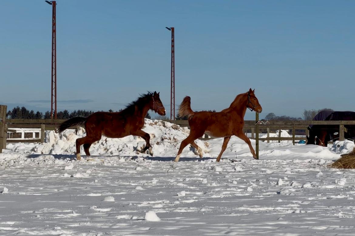 Dansk Varmblod Maserati billede 24