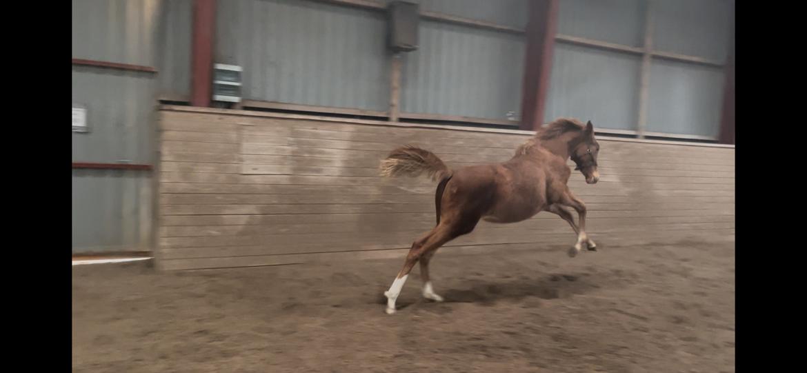 Dansk Varmblod Maserati billede 25