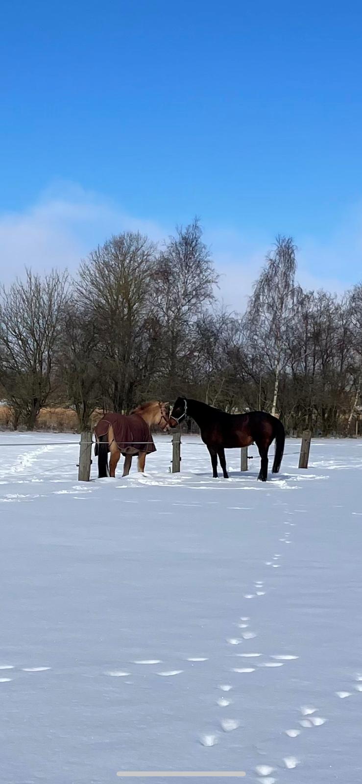 Anden særlig race - Donna billede 46