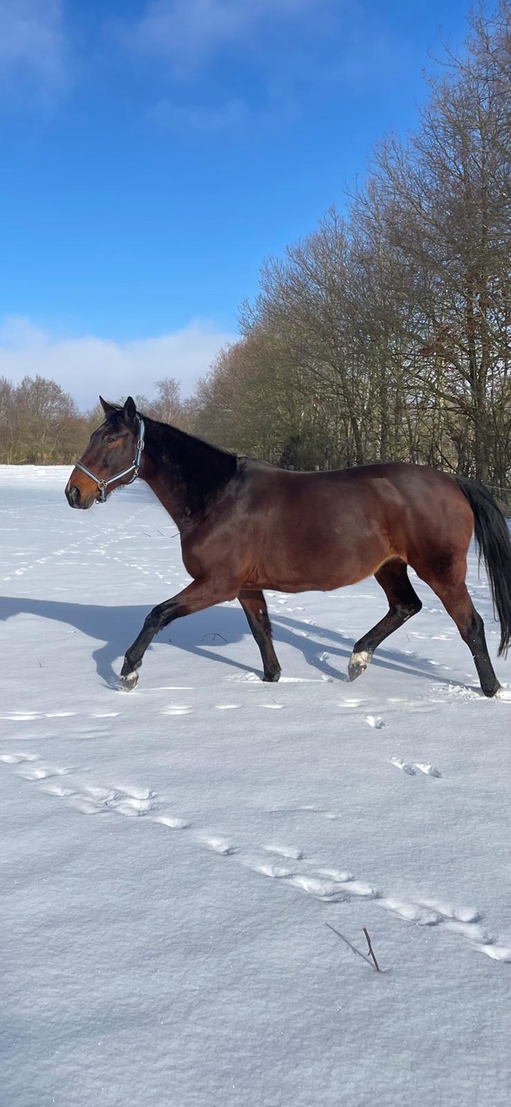 Anden særlig race - Donna billede 45
