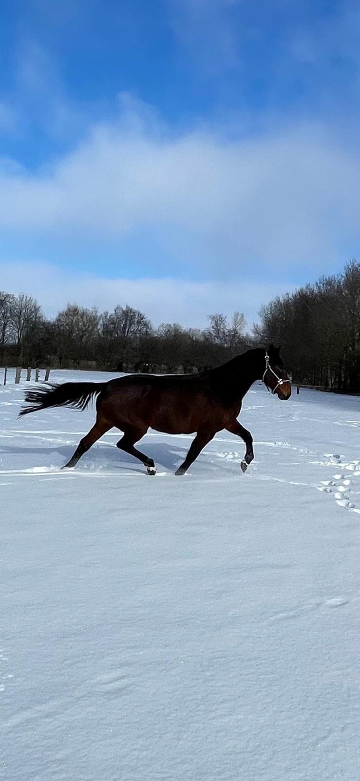 Anden særlig race - Donna billede 47