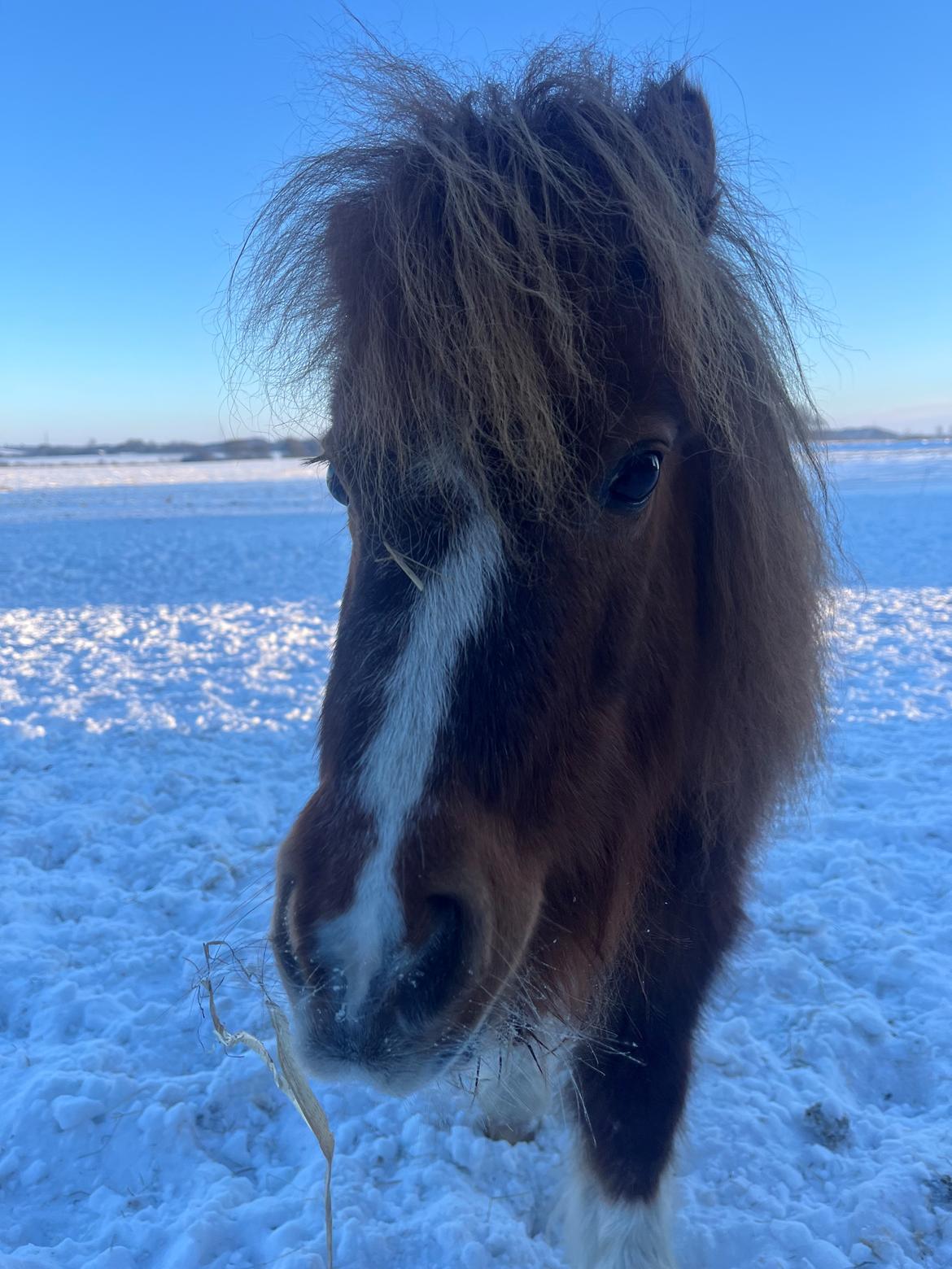 Anden særlig race Fenja billede 6