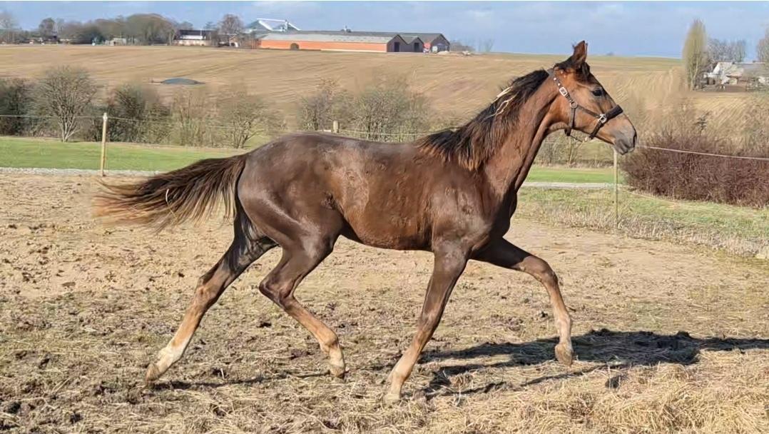 Dansk Varmblod Quality's Beauty - 4/3-26 billede 18