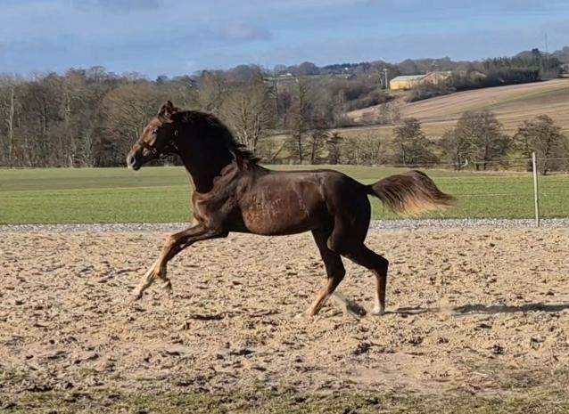 Dansk Varmblod Quality's Beauty - 4/3-26 billede 19