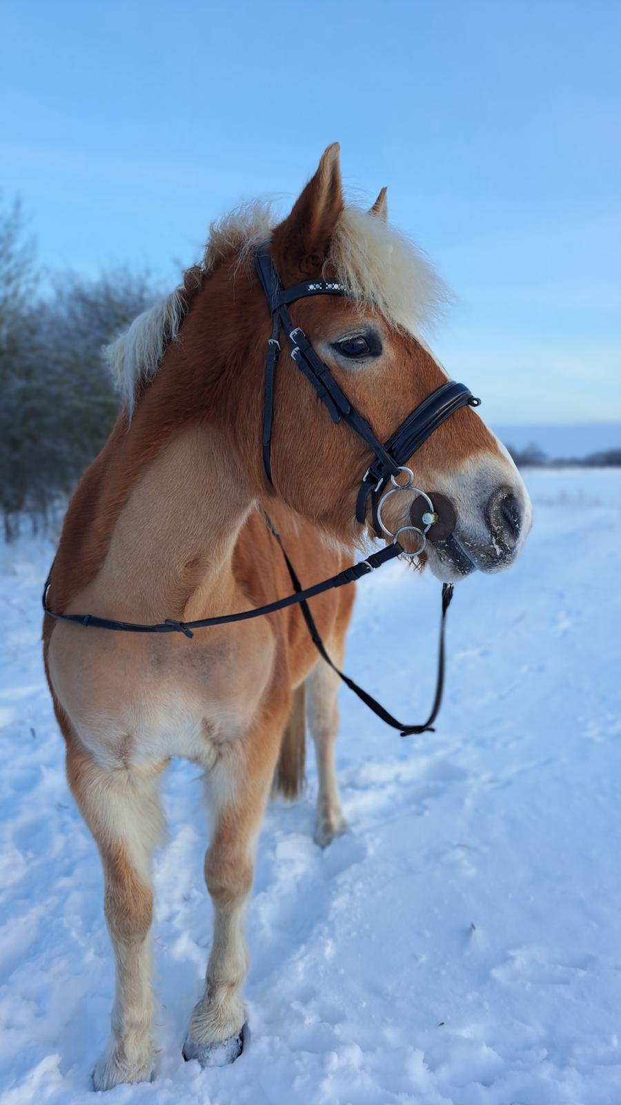 Haflinger Rosègold billede 28
