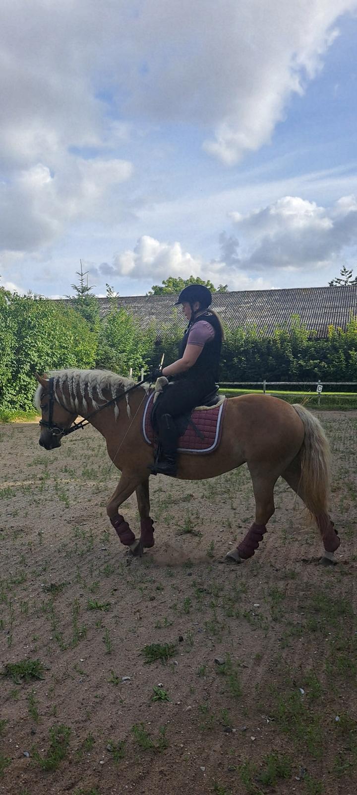 Haflinger Rosègold billede 29