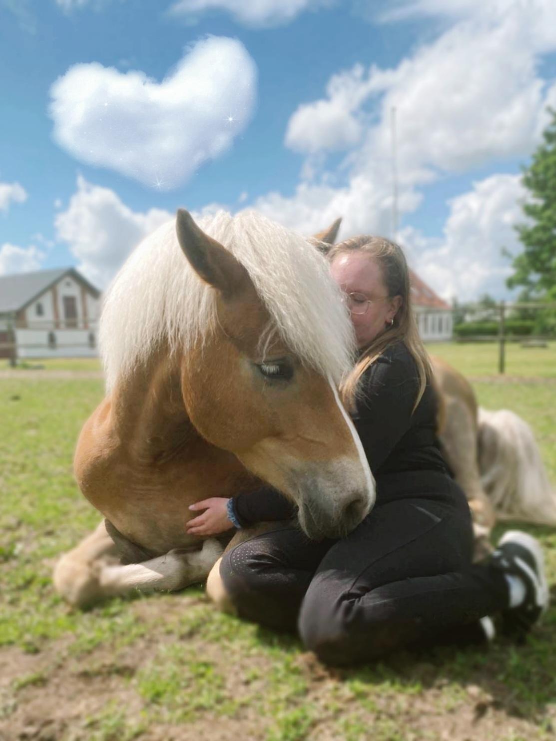 Haflinger Rosègold billede 30