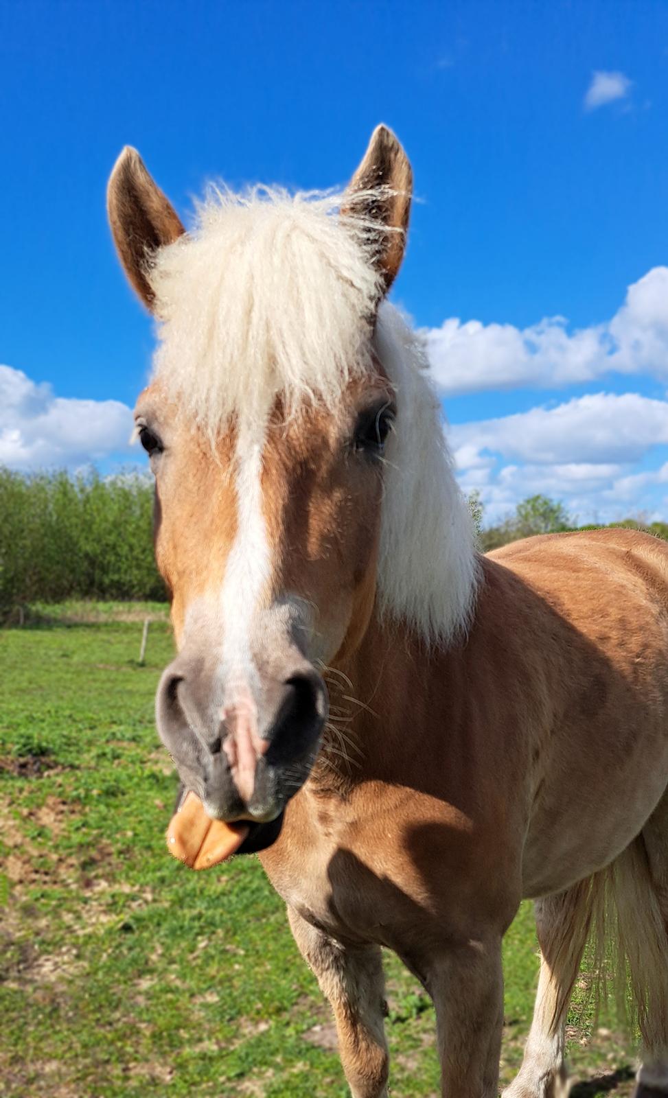Haflinger Rosègold billede 32