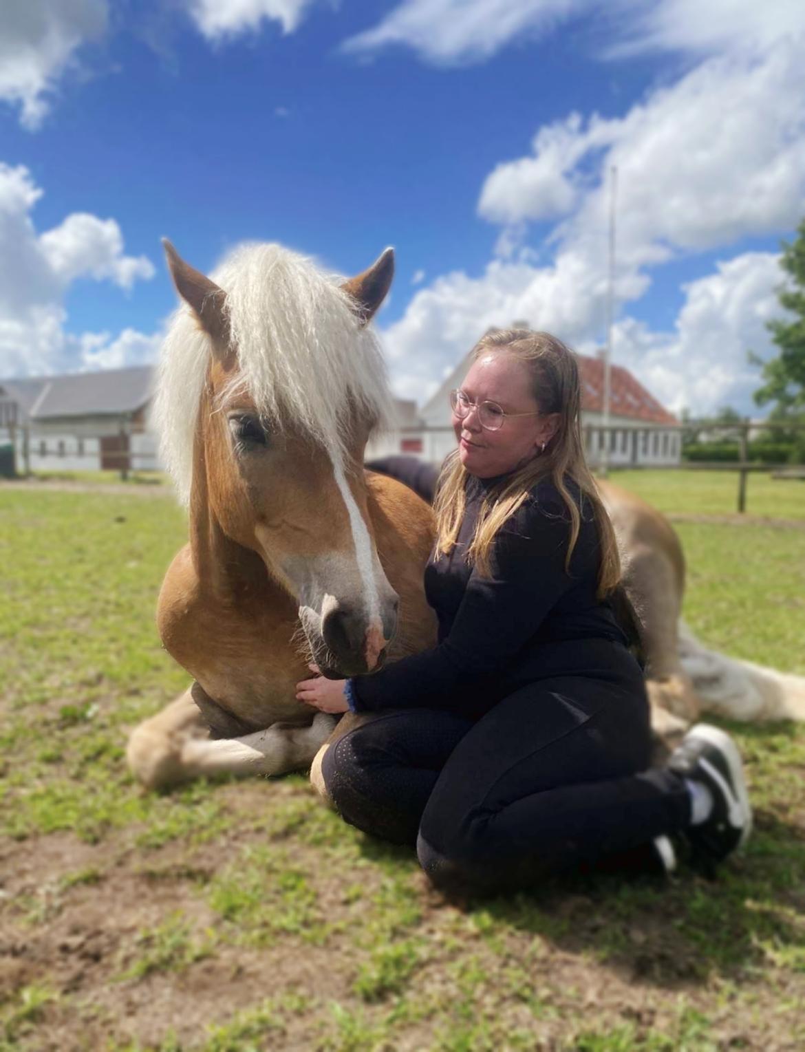 Haflinger Rosègold billede 31