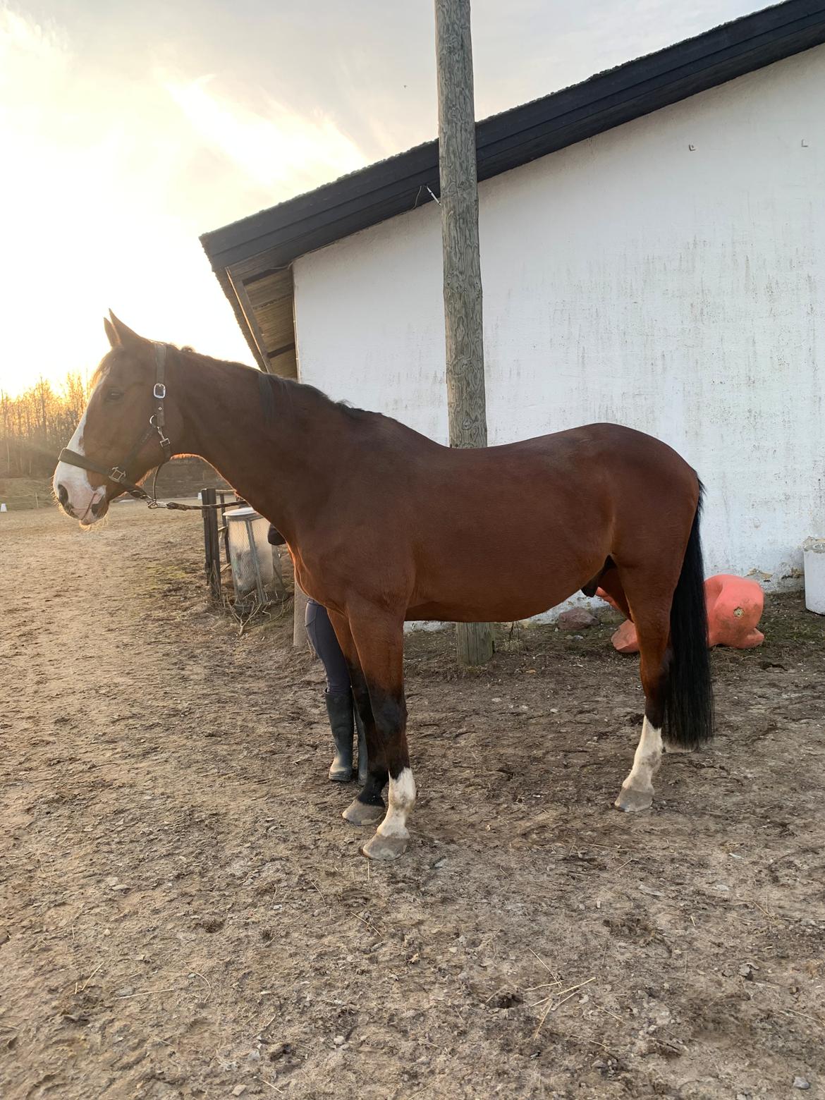 Dansk Varmblod BIRKELY'S APOLOGIZE (POLLE) billede 1