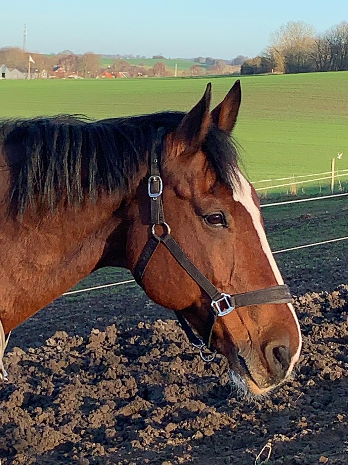 Dansk Varmblod BIRKELY'S APOLOGIZE ( POLLE) billede 2