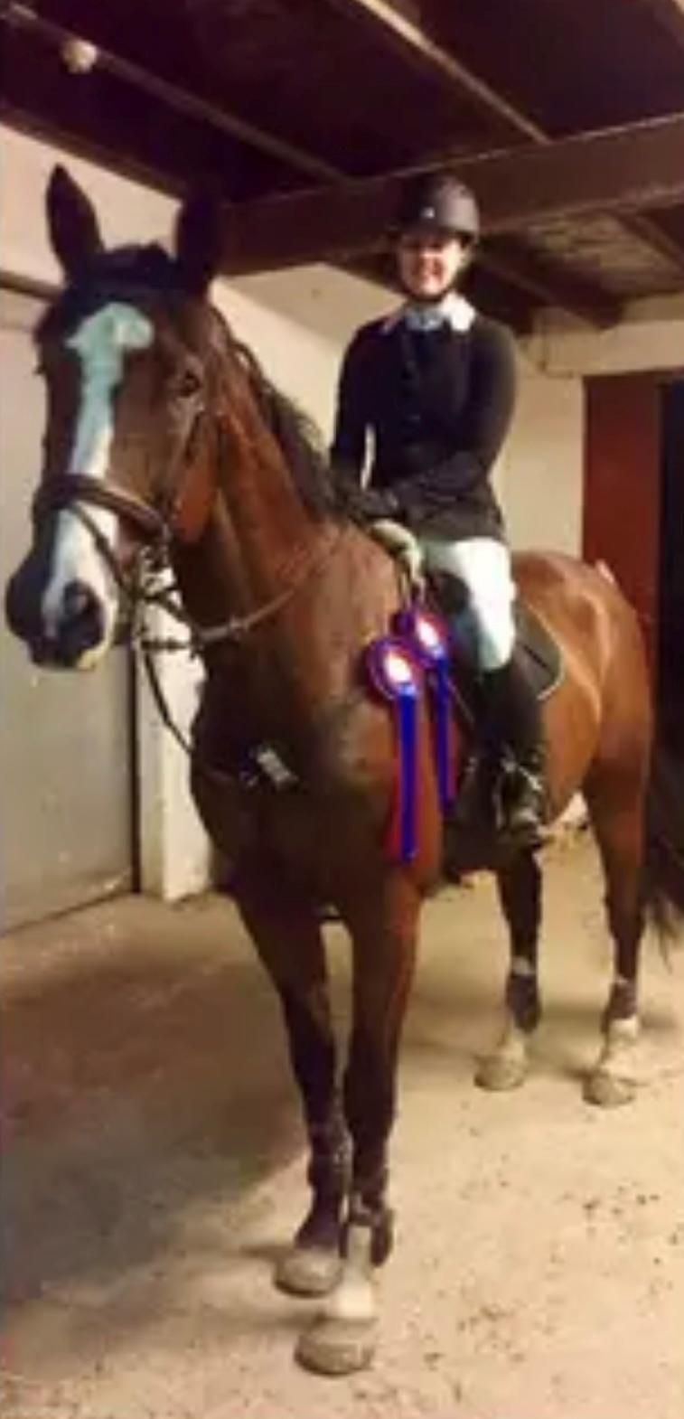 Dansk Varmblod BIRKELY'S APOLOGIZE ( POLLE) billede 3