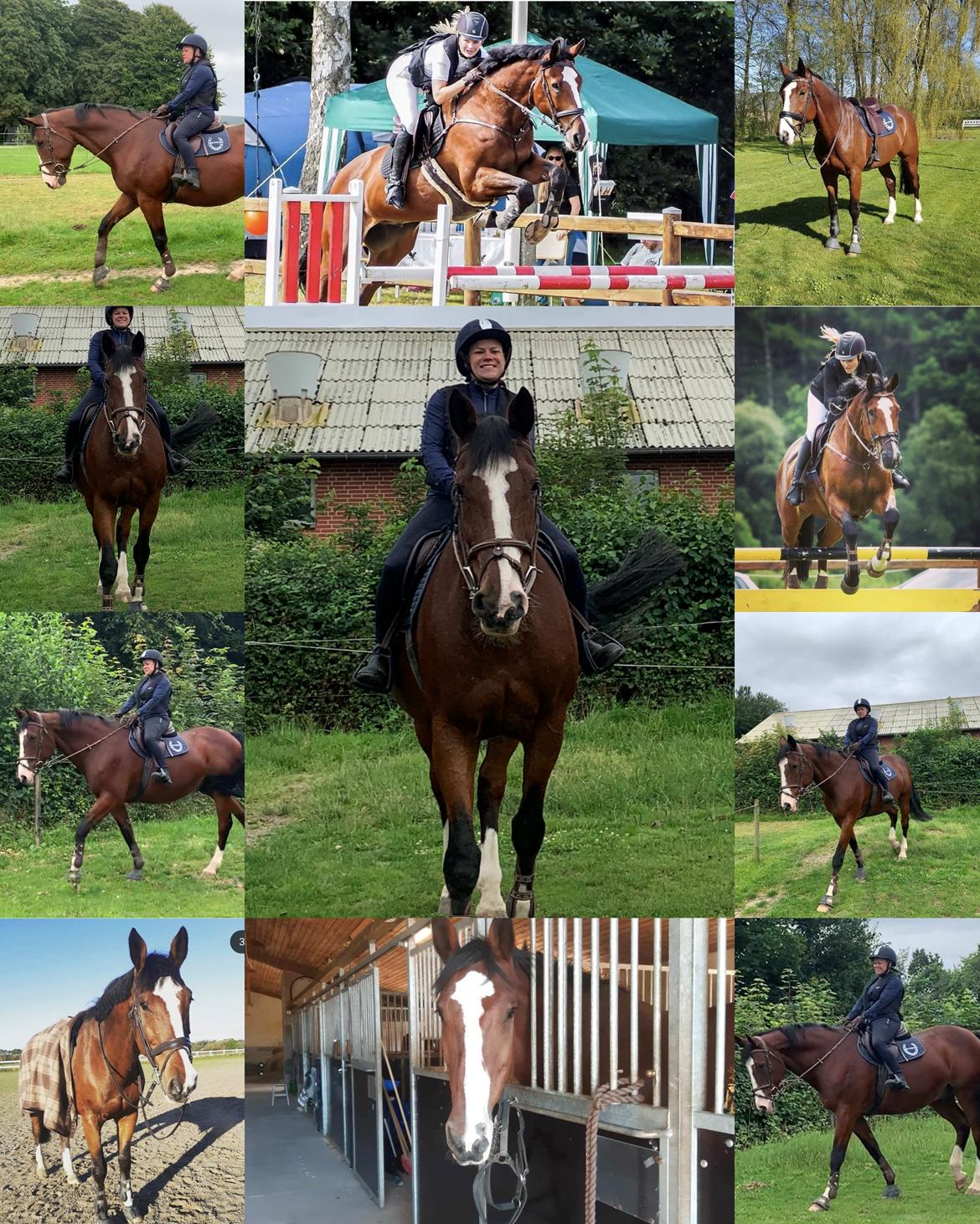 Dansk Varmblod BIRKELY'S APOLOGIZE ( POLLE) billede 5