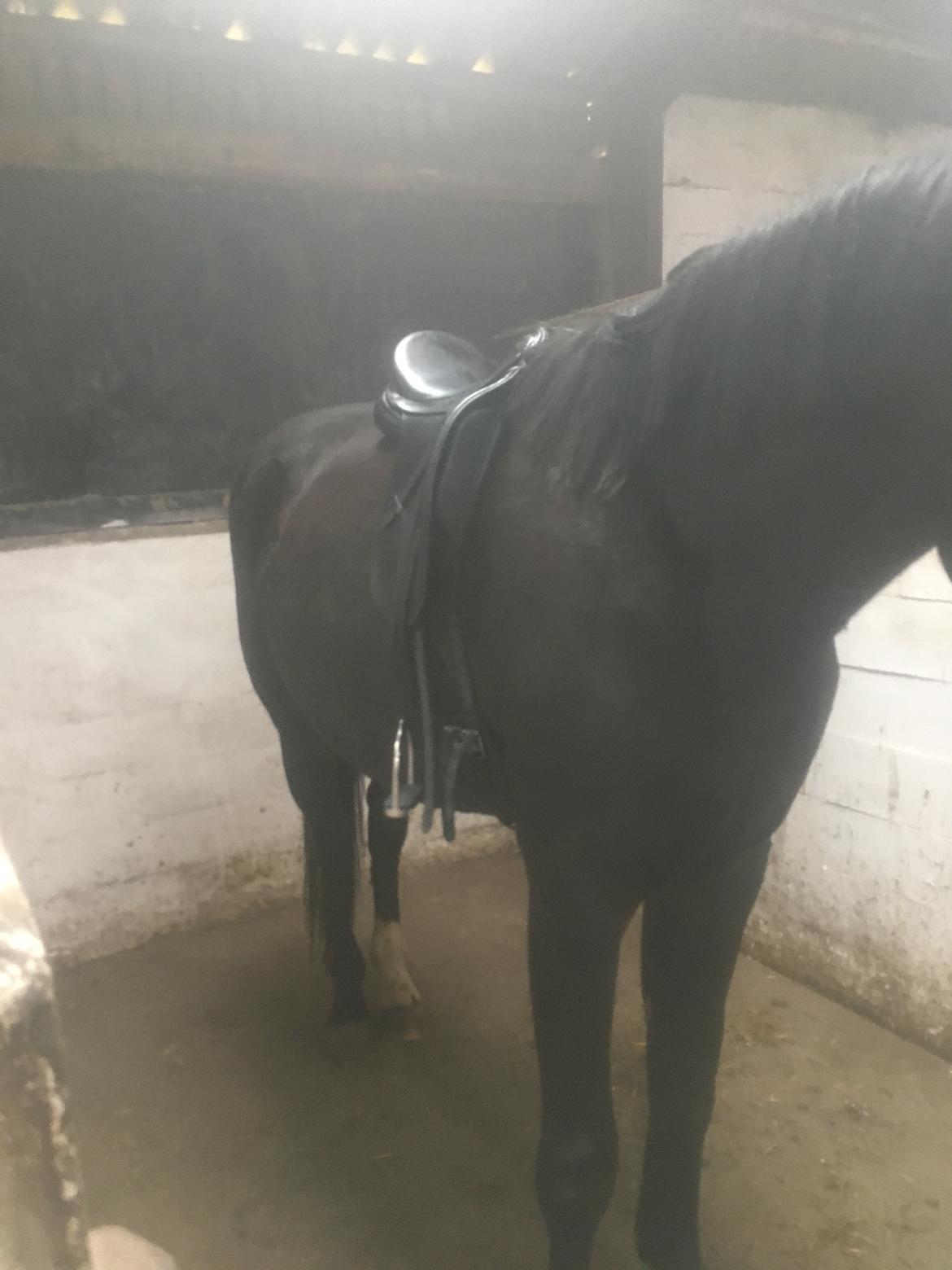 Tysk Oldenburger Nyholm's zelebrio billede 16