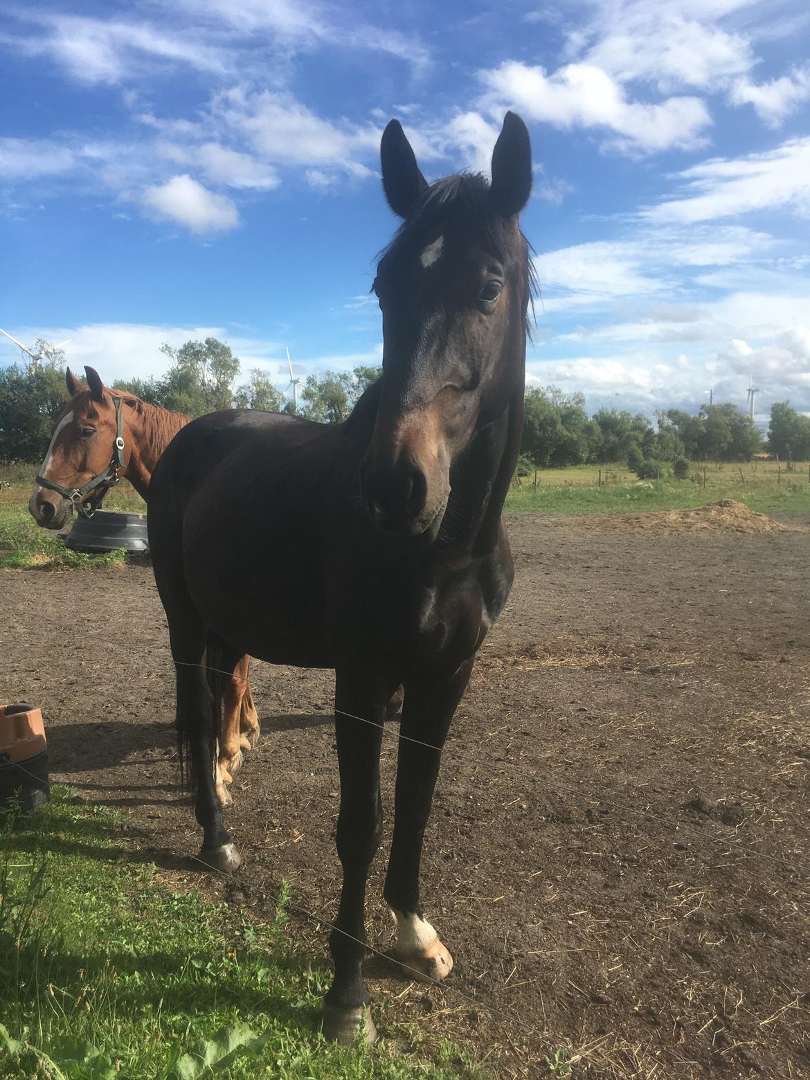 Tysk Oldenburger Nyholm's zelebrio billede 18