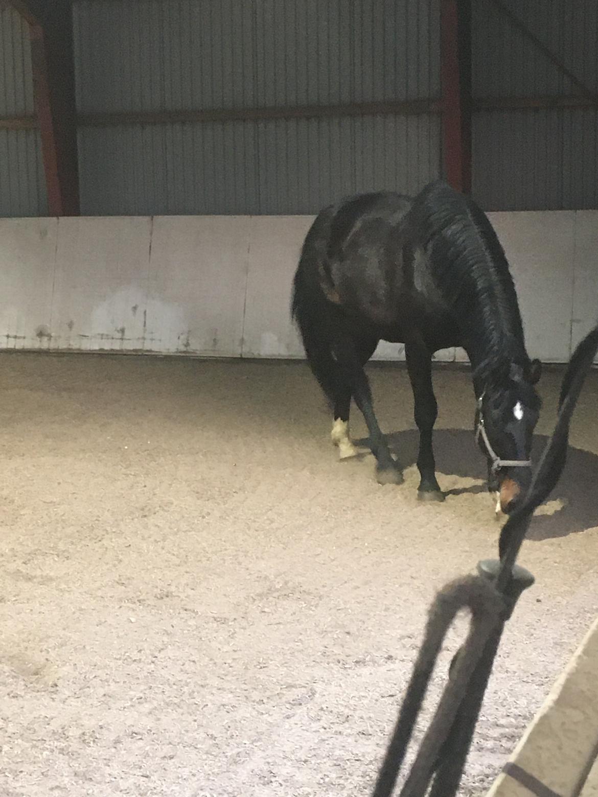 Tysk Oldenburger Nyholm's zelebrio billede 17