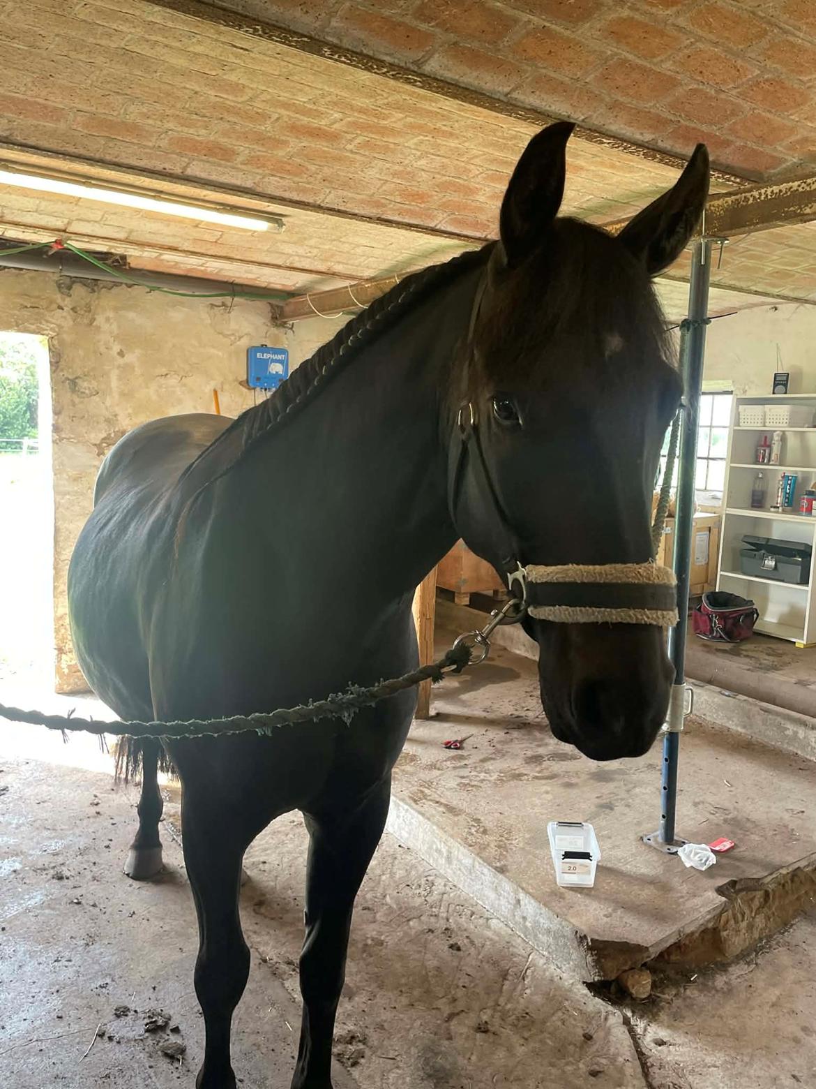 Oldenborg Kleenex billede 2