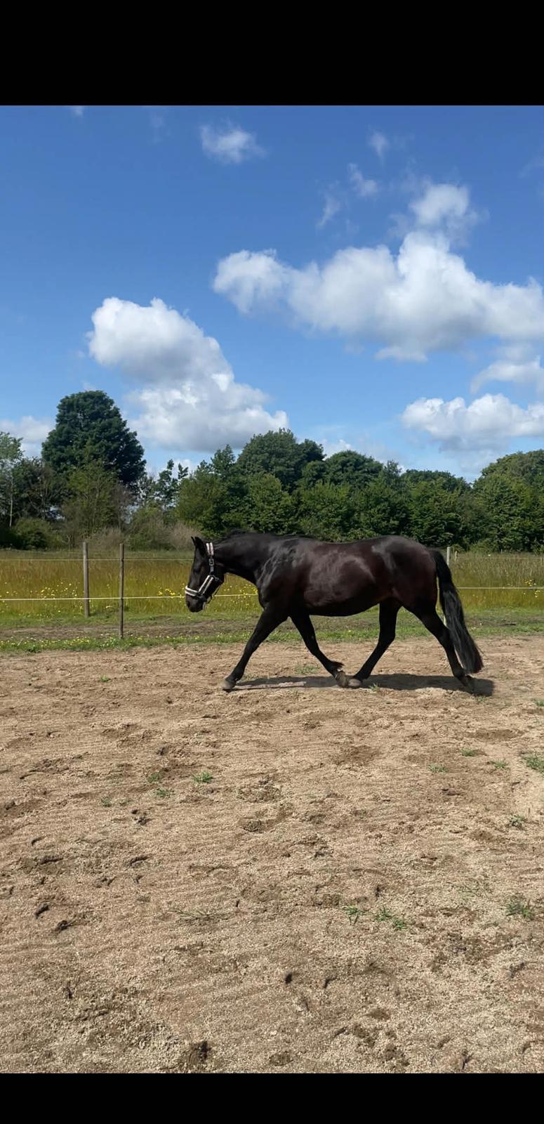 Oldenborg Kleenex billede 3