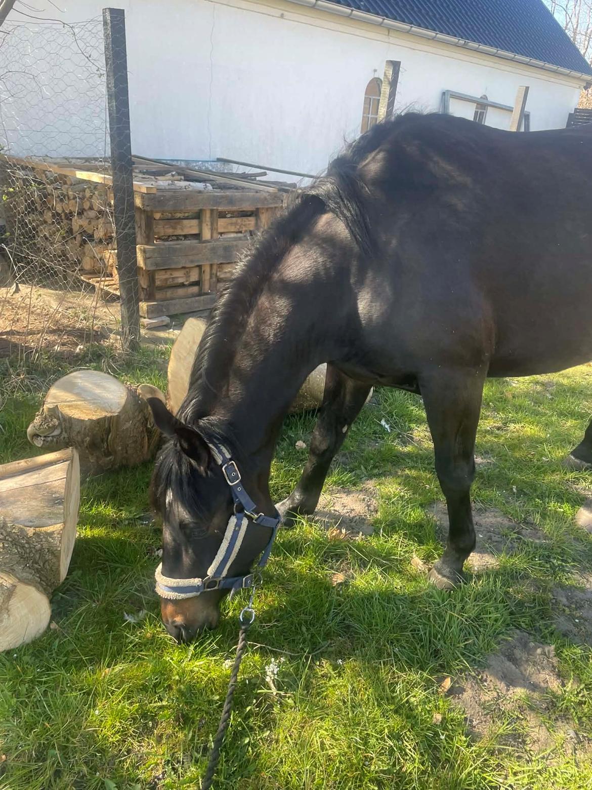 Anden særlig race Kleenex billede 5