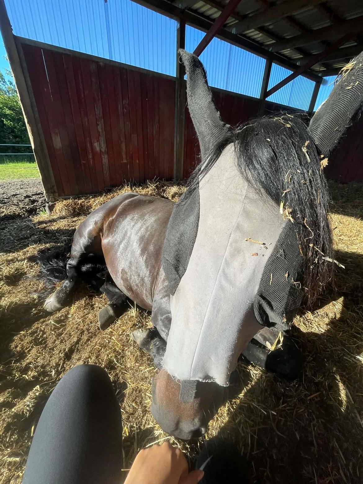 Oldenborg Kleenex billede 4