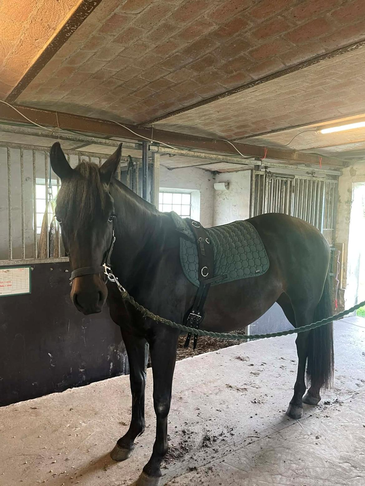 Anden særlig race Kleenex billede 7