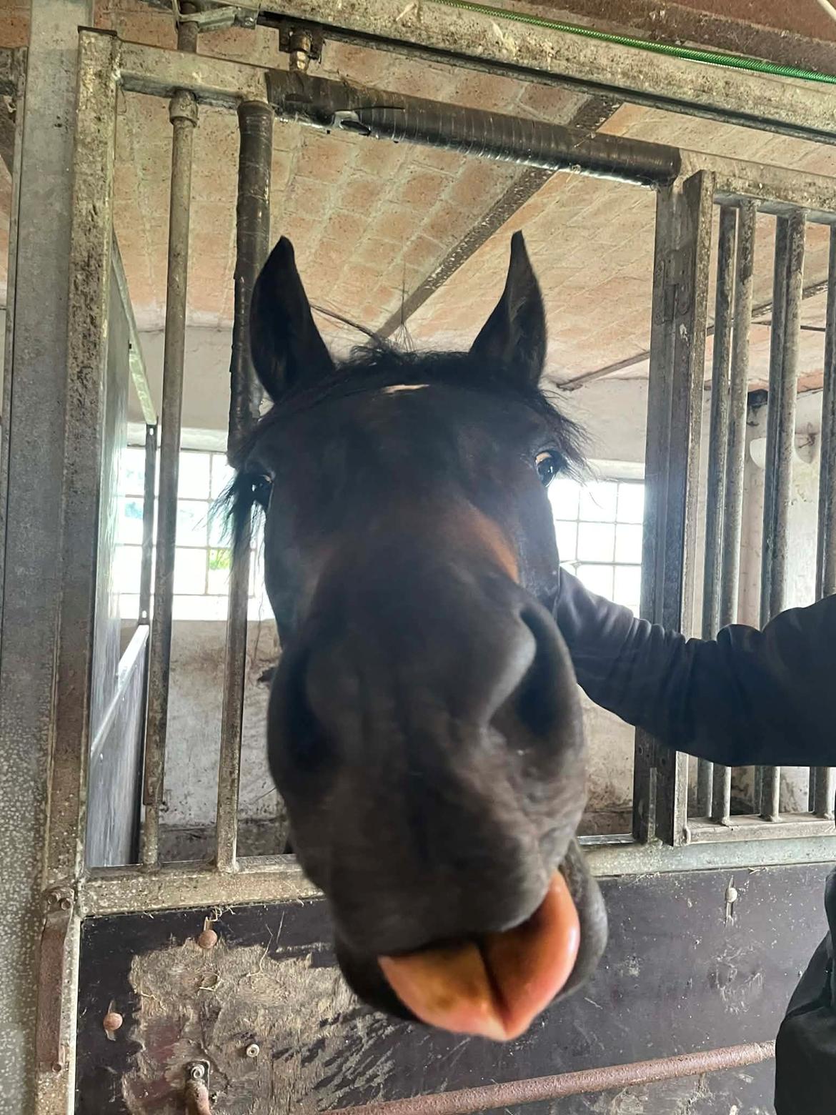 Anden særlig race Kleenex billede 10