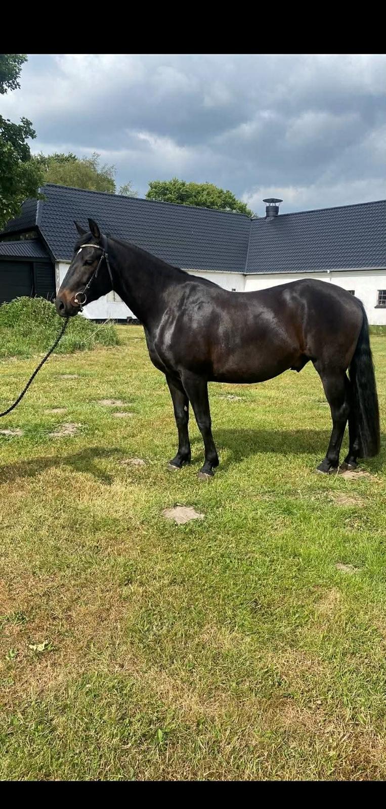 Oldenborg Kleenex billede 12