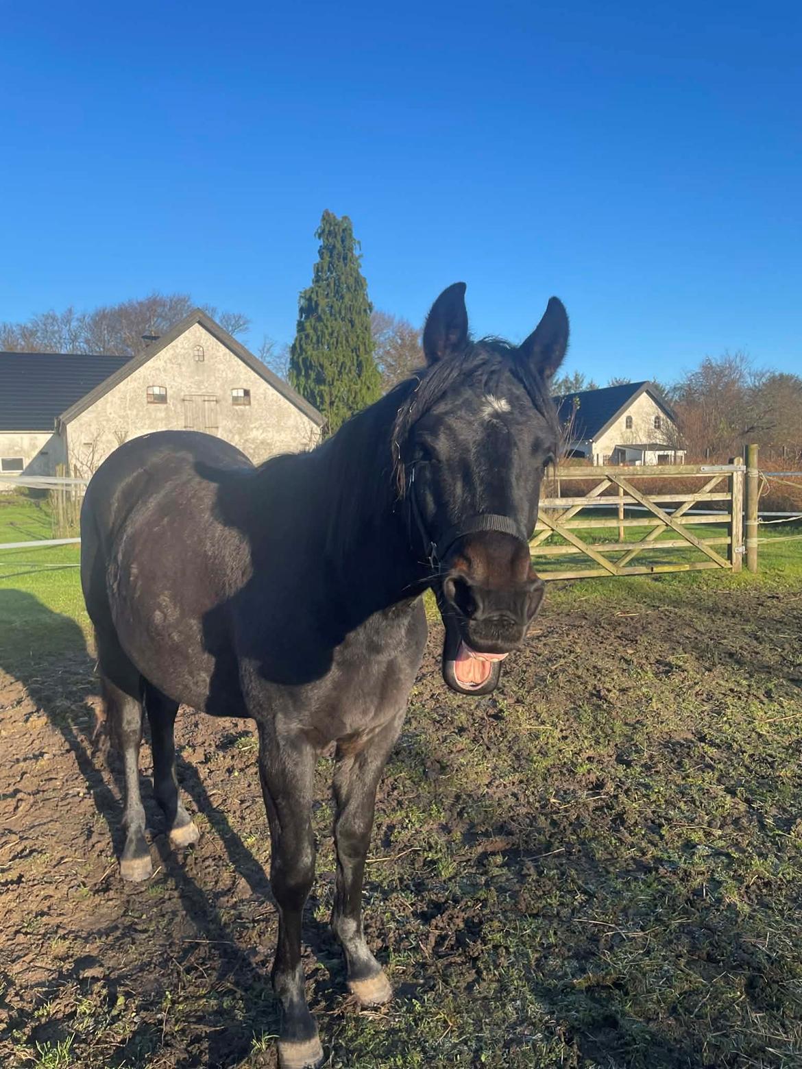 Oldenborg Kleenex billede 16