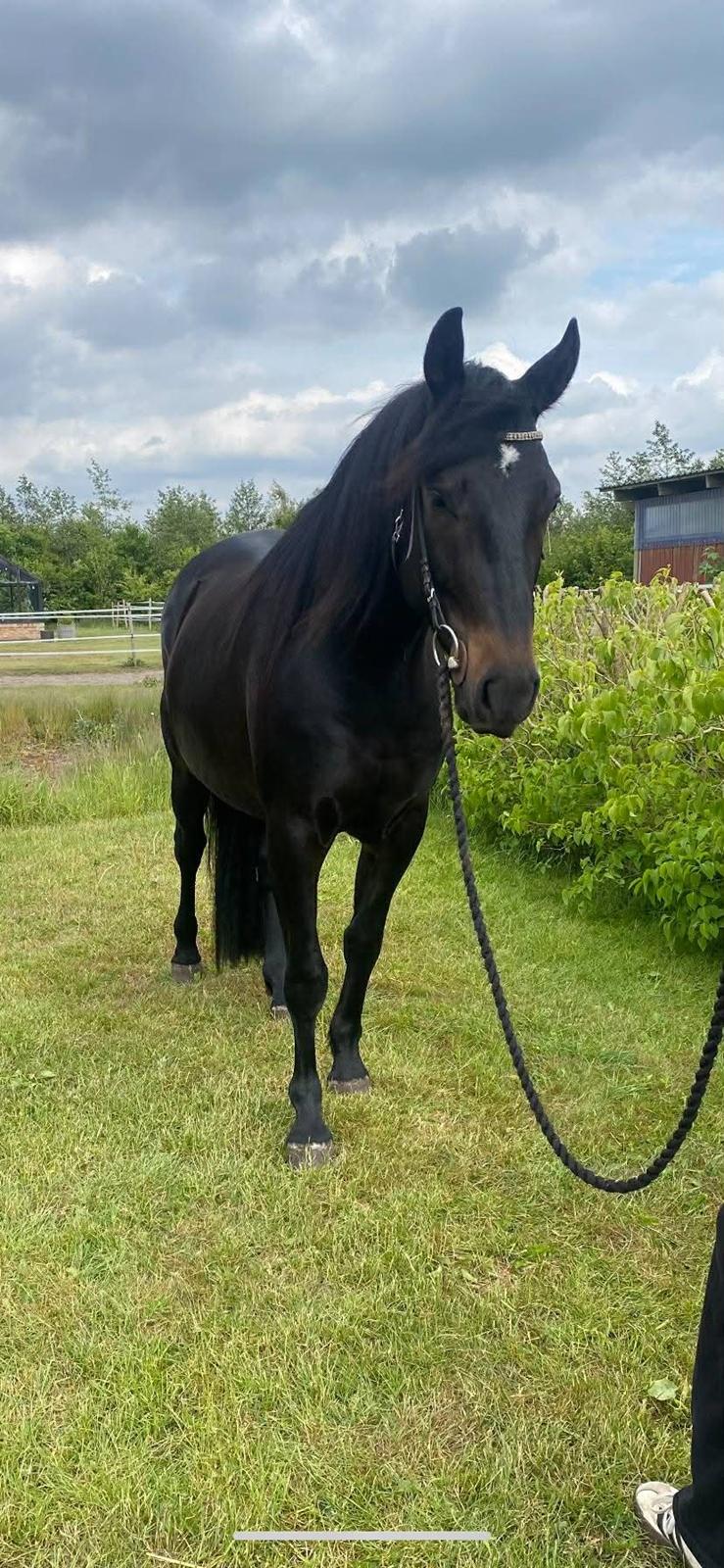 Anden særlig race Kleenex billede 17